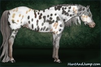 Horse Color:Gold Champagne Near Leopard  and Liver Chestnut Near Leopard 