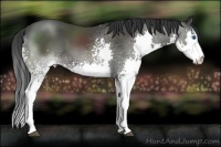 Horse Color:White Spotted Black Sabino Splash