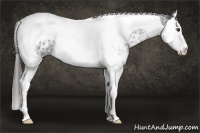 Horse Color:White Spotted Liver Chestnut Splash Tobiano 