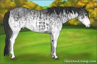 Horse Color:White Spotted Blue Roan Rabicano  and White Spotted Blue Roan Rabicano 