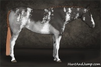 Horse Color:White Spotted Liver Chestnut 