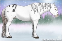 Horse Color:Brown Appaloosa