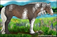 Horse Color:White Spotted Liver Chestnut