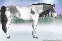 Horse Color:White Spotted Blue Roan Rabicano and White Spotted Grullo Roan Rabicano