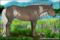 Horse Color:White Spotted Liver Chestnut Rabicano