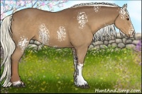 Horse Color:White Spotted Chestnut Sabino Rabicano