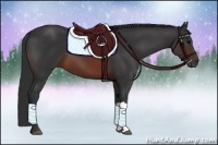 Horse Color:Brown 
