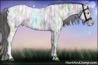 Horse Color:Black Ice Appaloosa