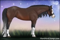 Horse Color:Bay Splash