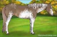 Horse Color:White Spotted Chocolate Palomino 