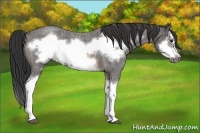 Horse Color:Buckskin Roan Splash Frame 