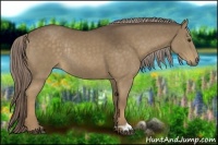 Horse Color:Chocolate Palomino Rabicano