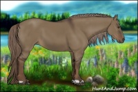 Horse Color:Liver Red Dun 