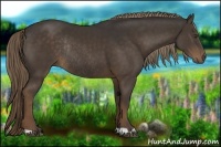 Horse Color:Liver Chestnut Rabicano 