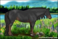 Horse Color:Liver Chestnut Sabino Rabicano 
