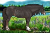 Horse Color:Liver Chestnut Sabino Rabicano 