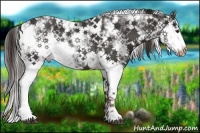 Horse Color:Liver Chestnut Sabino Rabicano 