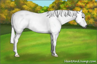 Horse Color:Gray Buckskin Roan 