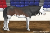 Horse Color:Brown Roan Splash