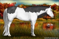 Horse Color:Black Splash Rabicano