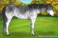 Horse Color:White Spotted Blue Roan Rabicano  and White Spotted Blue Roan Splash Rabicano 