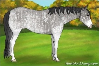 Horse Color:White Spotted Blue Roan Rabicano  and White Spotted Grullo Roan Rabicano 