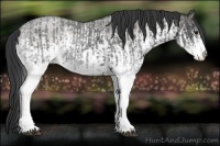 Horse Color:White Spotted Blue Roan Rabicano and White Spotted Grullo Roan Rabicano