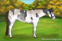 Horse Color:White Spotted Blue Roan Rabicano  and White Spotted Classic Champagne Roan Rabicano 