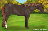 Horse Color:Liver Chestnut 