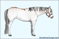 Horse Color:White Spotted Bay Splash  and White Spotted Bay Splash Frame 