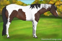 Horse Color:Bay Tobiano 