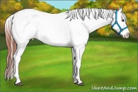 Horse Color:White Spotted Bay Roan Dun Splash Appaloosa