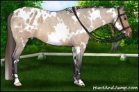 Horse Color:White Spotted Bay Roan Dun Appaloosa