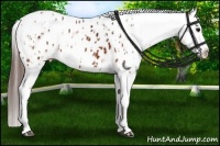 Horse Color:Brown Appaloosa  and Brown Appaloosa 