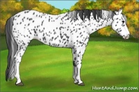 Horse Color:Black Appaloosa
