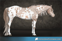 Horse Color:Brown Pearl Splash Tobiano Appaloosa  and Liver Chestnut Pearl Tobiano Appaloosa Rabicano 