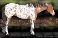 Horse Color:Bay Splash Tobiano Appaloosa  and Bay Splash Tobiano Appaloosa 