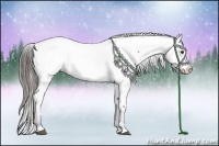 Horse Color:Black Appaloosa Rabicano