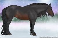 Horse Color:Brown Rabicano 