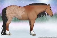 Horse Color:Bay Ice Rabicano 