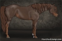 Horse Color:Liver Chestnut 