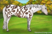 Horse Color:Silver Bay Roan Appaloosa 