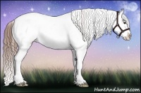 Horse Color:Chestnut Sabino 