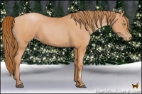 Horse Color:Bay Pearl