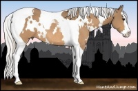 Horse Color:White Spotted Silver Buckskin Splash Tobiano Rabicano