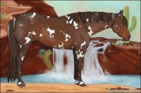 Horse Color:White Spotted Liver Chestnut 