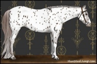 Horse Color:Liver Chestnut Near Leopard 