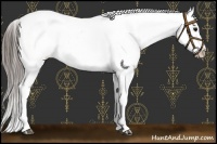 Horse Color:Black Near Leopard 