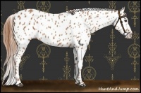 Horse Color:Chestnut Near Leopard 