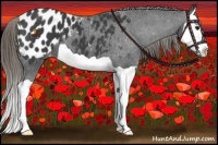 Horse Color:Smoky Black Splash Appaloosa 